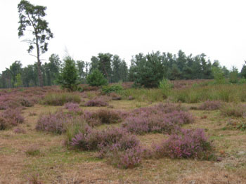 Hoogmoerheide