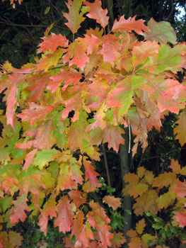 herfstkleuren - Wout Janssens