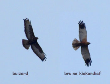 vliegbeelden roofvogels