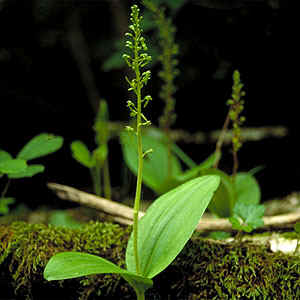 keverorchis