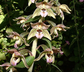 breedbladige wespenorchis