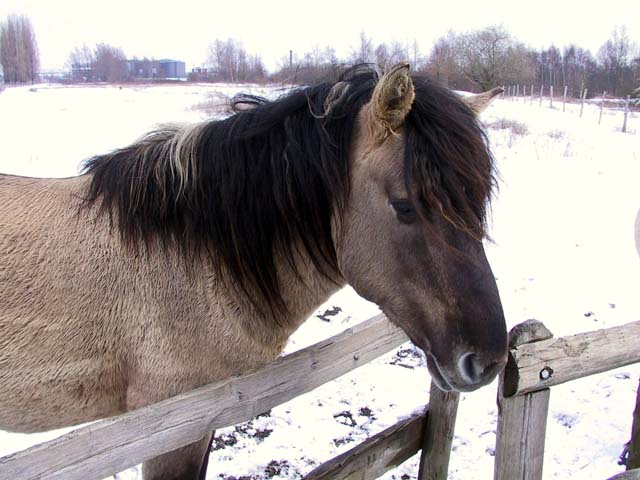 HokokenPolder_2004-02-27@124903