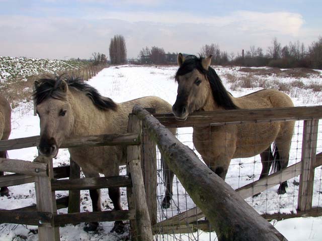 HokokenPolder_2004-02-27@124923