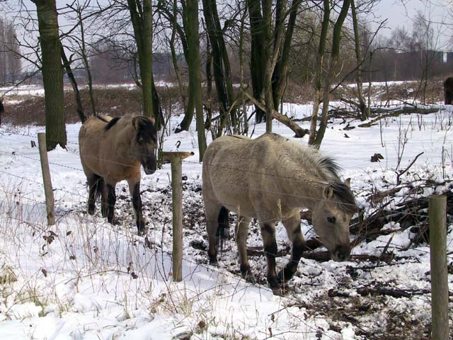 HokokenPolder_2004-02-27@125112