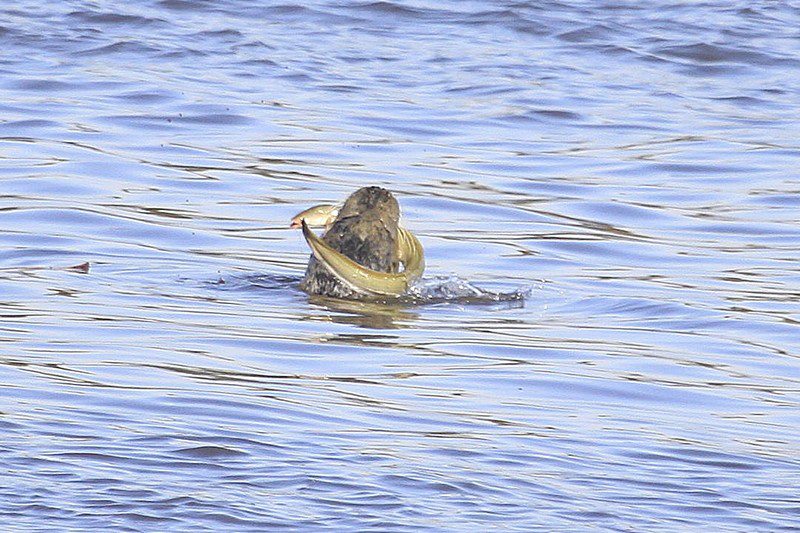 zeehond