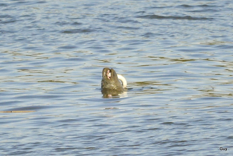 zeehond